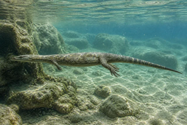 Catalogue illustration for Adriosaurus