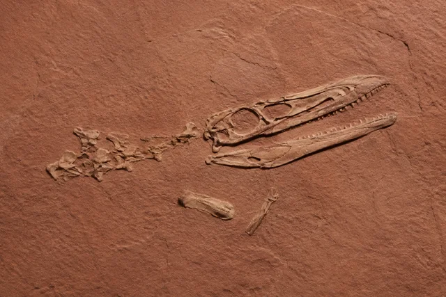Catalogue illustration for Aiolosaurus