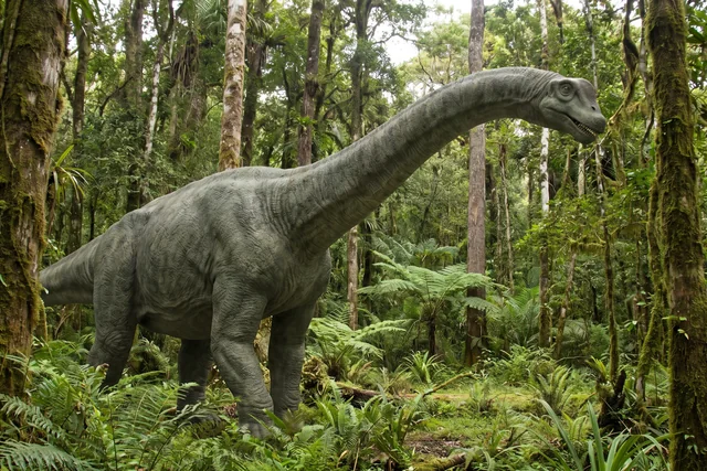 Catalogue illustration for Amazonsaurus