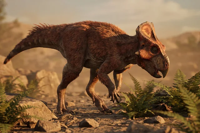Catalogue illustration for Archaeoceratops