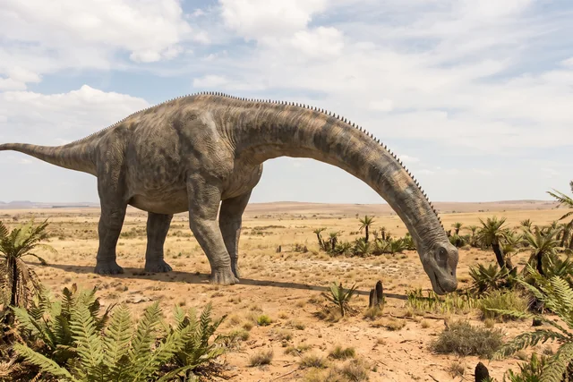 Catalogue illustration for Argentinosaurus