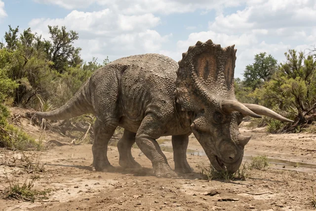 Catalogue illustration for Arrhinoceratops