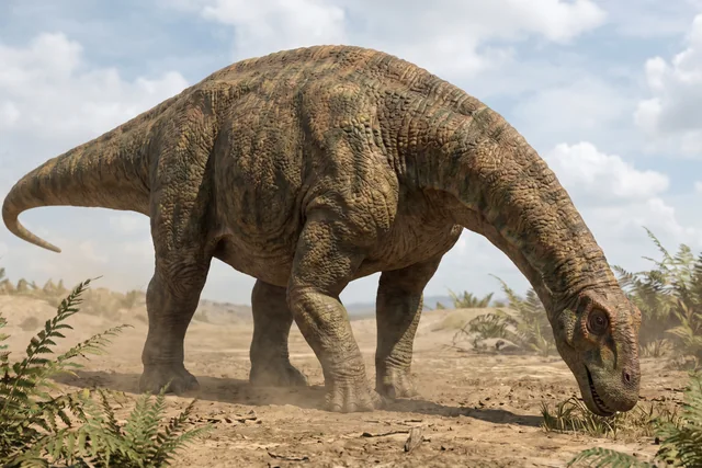 Catalogue illustration for Barapasaurus