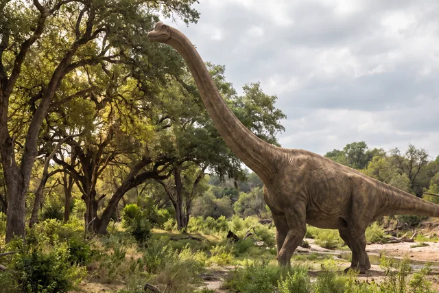Catalogue illustration for Barosaurus