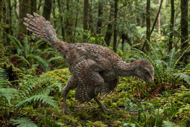 Catalogue illustration for Caudipteryx