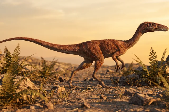 Catalogue illustration for Coelophysis