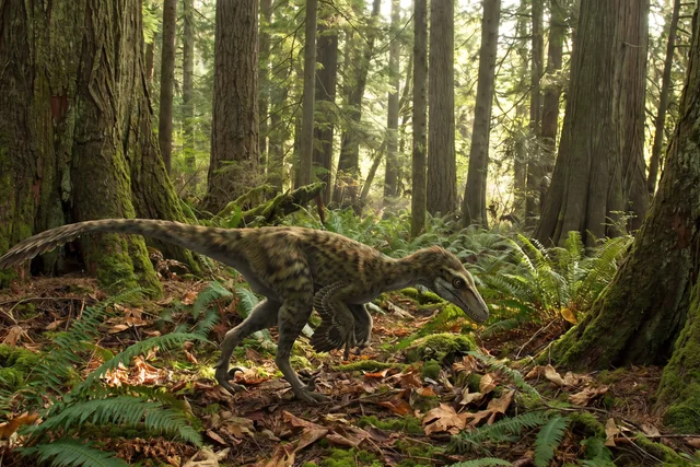 Catalogue illustration for Coelurus