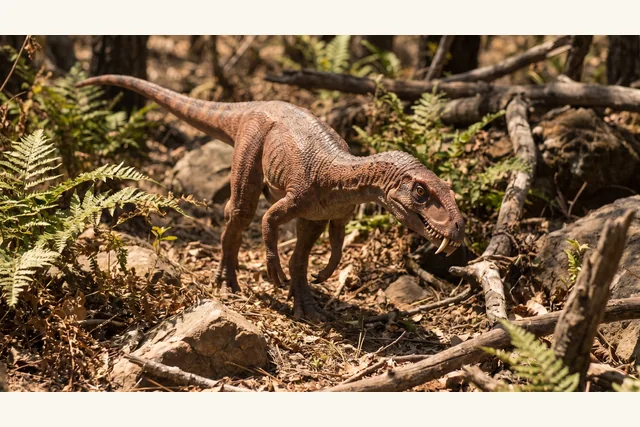 Catalogue illustration for Masiakasaurus