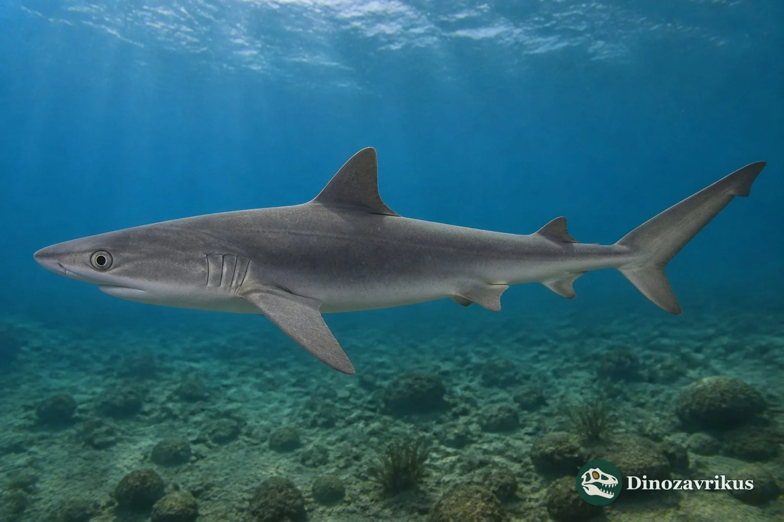 Reconstruction of Abdounia swimming above a Paleogene shelf seabed
