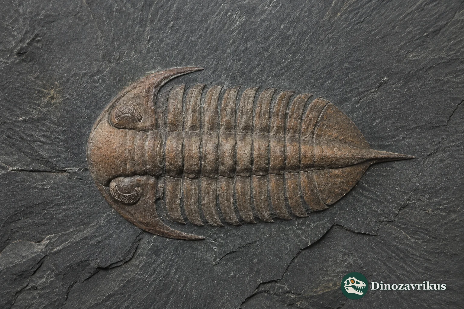 Acastella trilobite with prominent compound eyes, cheek spines and a triangular tail shield