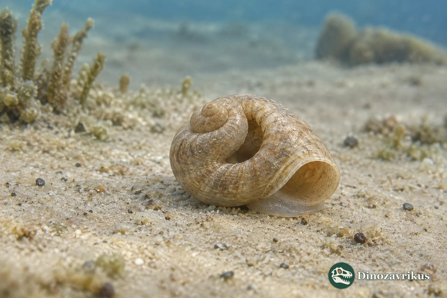 A small low-coiled Aldanella shell on a neutral Cambrian seafloor, with a faint soft foot beneath it