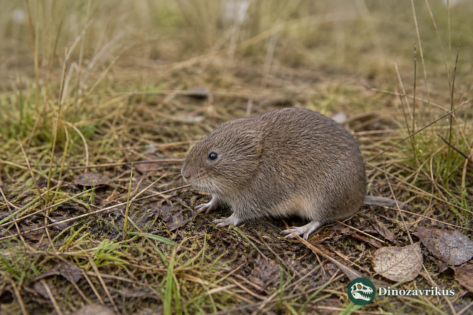 Reconstruction of a small Allophaiomys vole in low ground vegetation