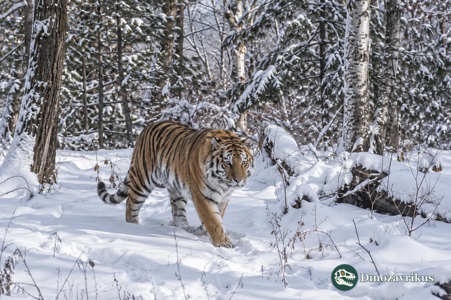 An Amur tiger moving through a snowy Far Eastern forest