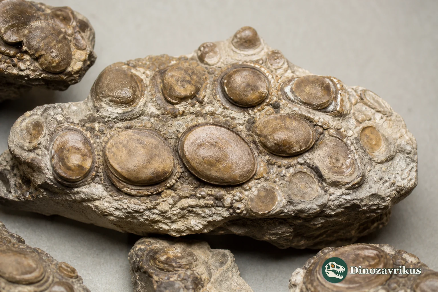 Fossilised Anomoeodus tooth plates with rounded crushing teeth