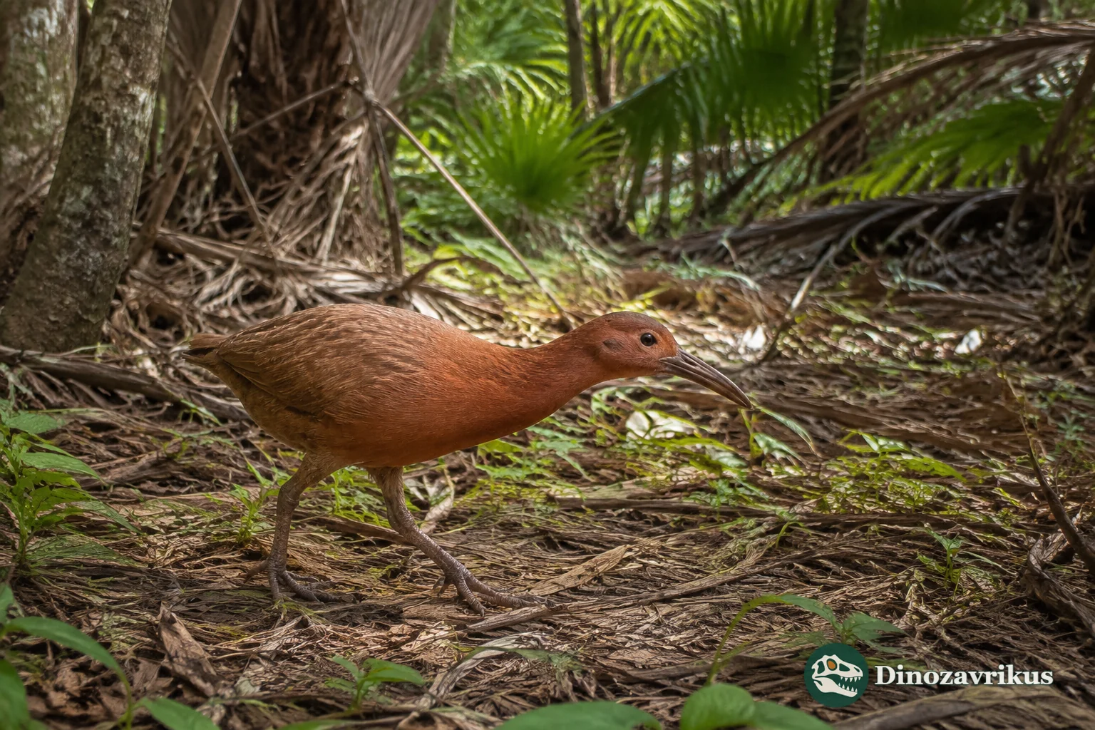 A flightless red rail reconstructed in native Mauritian forest