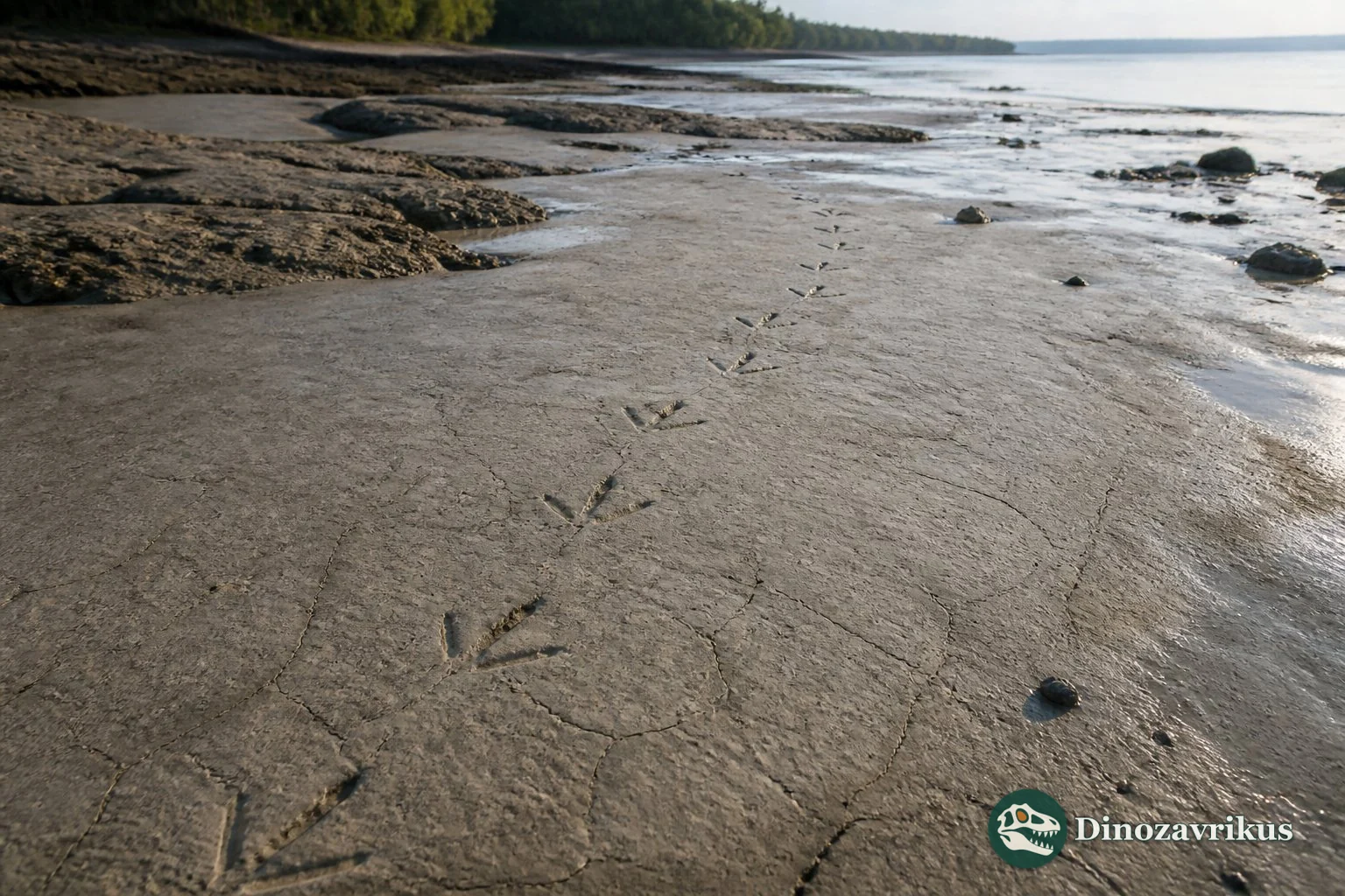Three-toed fossil bird tracks assigned to Avipeda in soft sediment