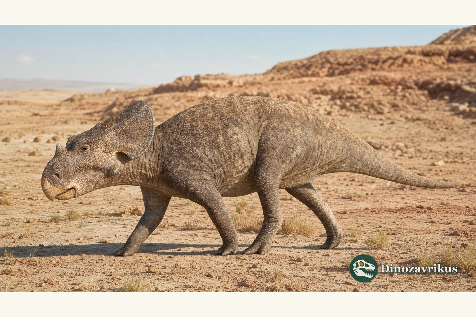 Bagaceratops rozhdestvenskyi reconstructed in an arid Gobi habitat