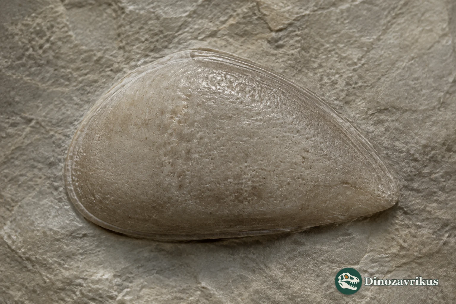 Bairdiocypris ostracod shown beside a magnified smooth bivalved carapace