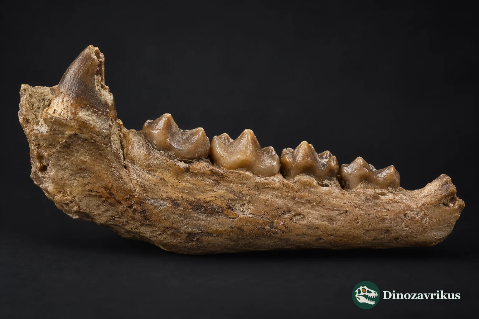 Interpretive partial mammal jaw model