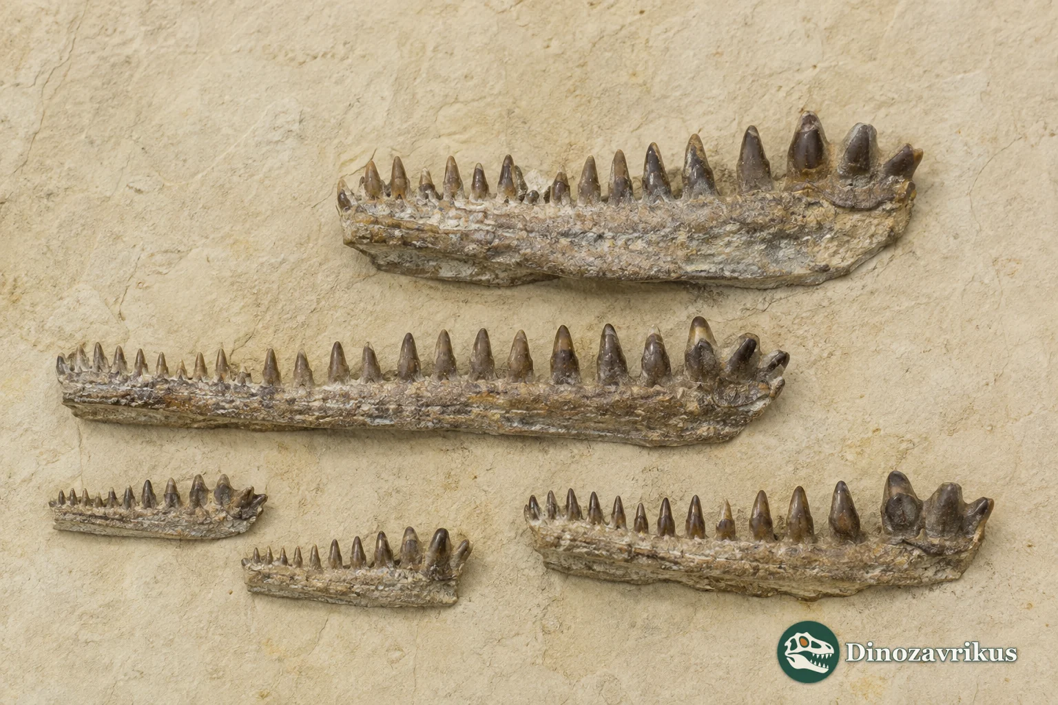 Jaw and tooth fossils of Bicuspidon numerosus from the Cedar Mountain Formation