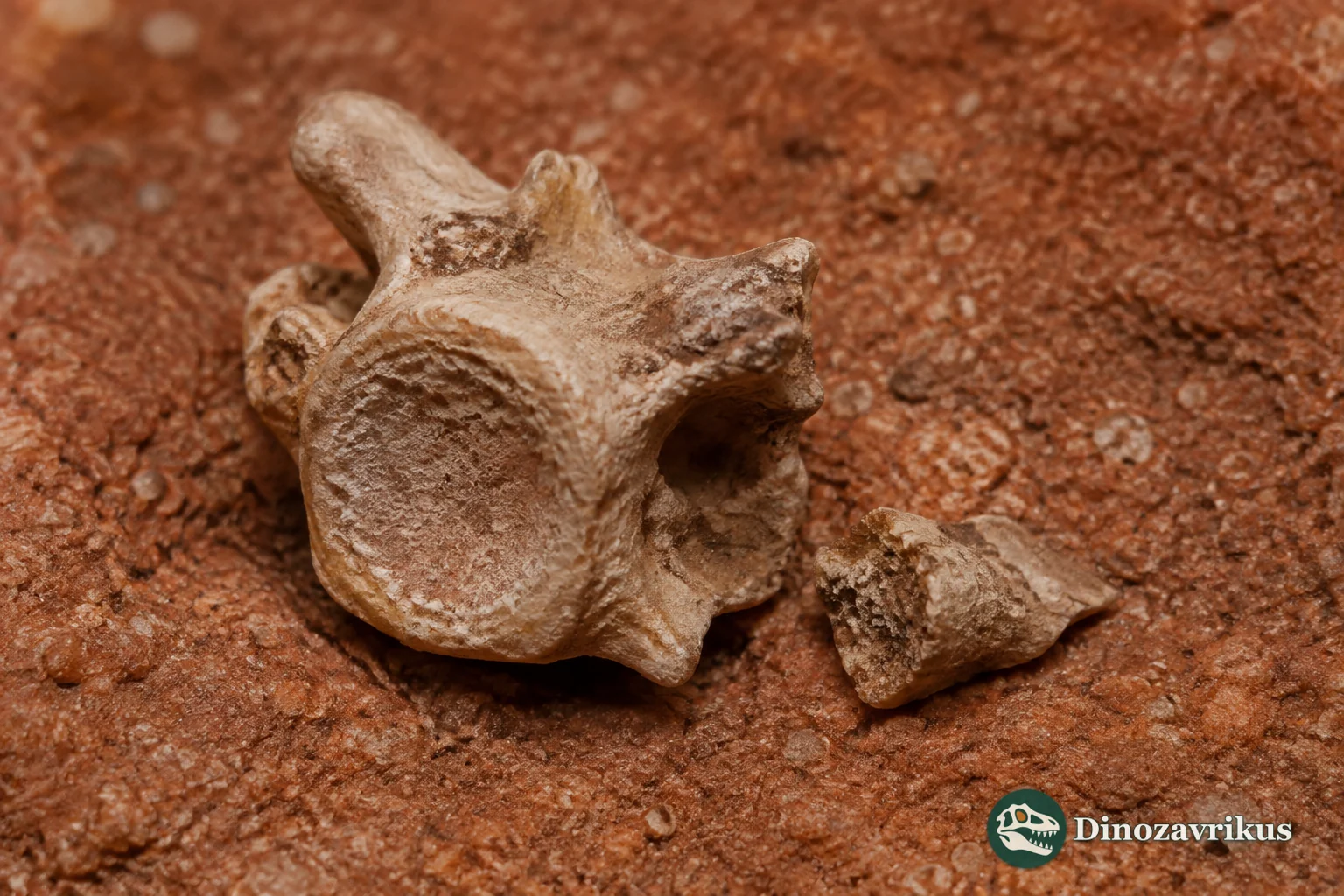 Fossil vertebra of Boipeba tayasuensis from Late Cretaceous Brazil