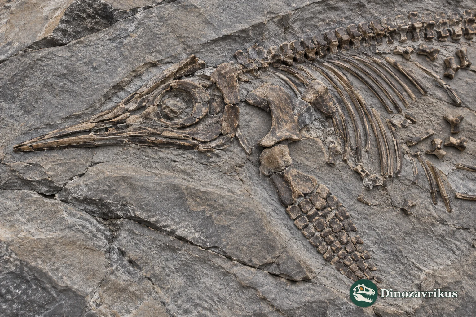 Composite illustration of fragmentary ichthyosaur bones in a slab