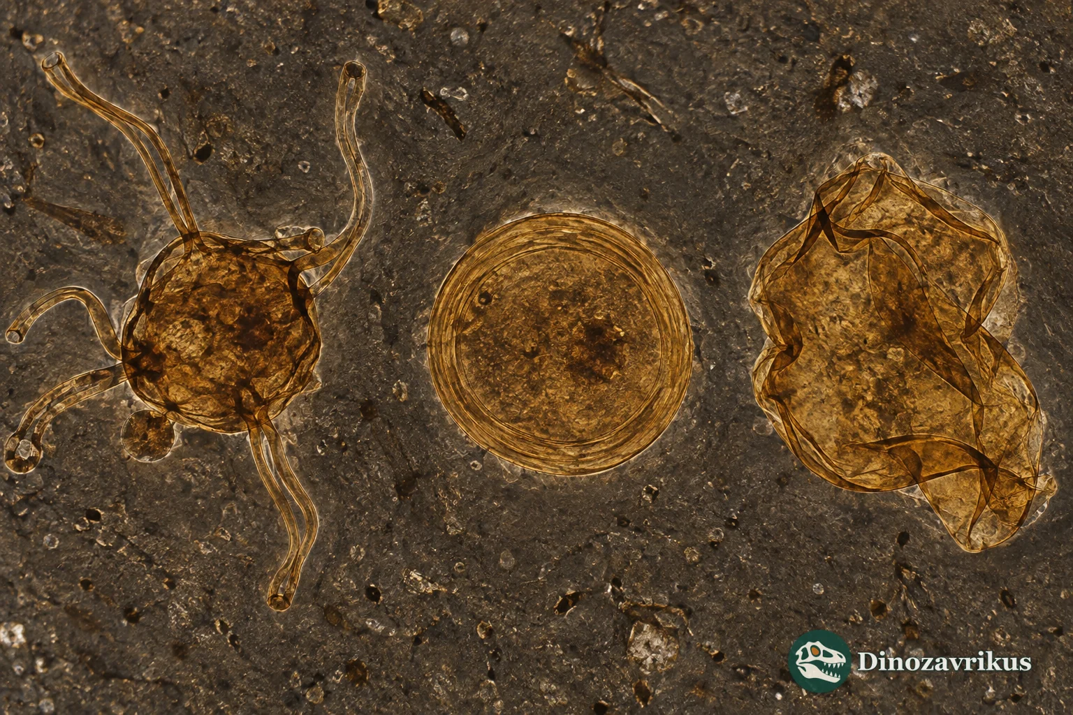Tappania, Valeria and Satka microfossil forms