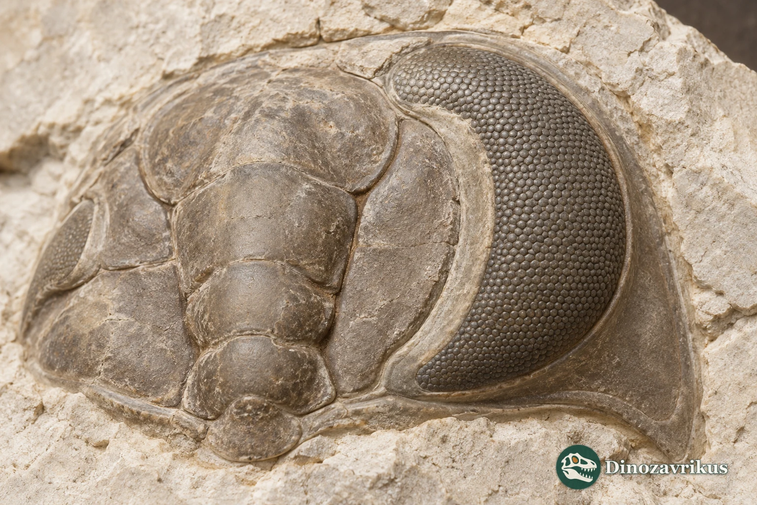Illustrative close-up of a compound-eye surface on a reconstructed trilobite fossil