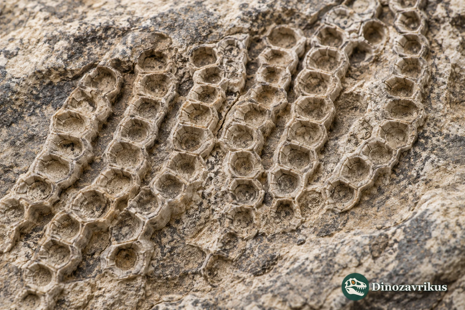 Reconstructed fossil surface showing rows of Catenipora corallites