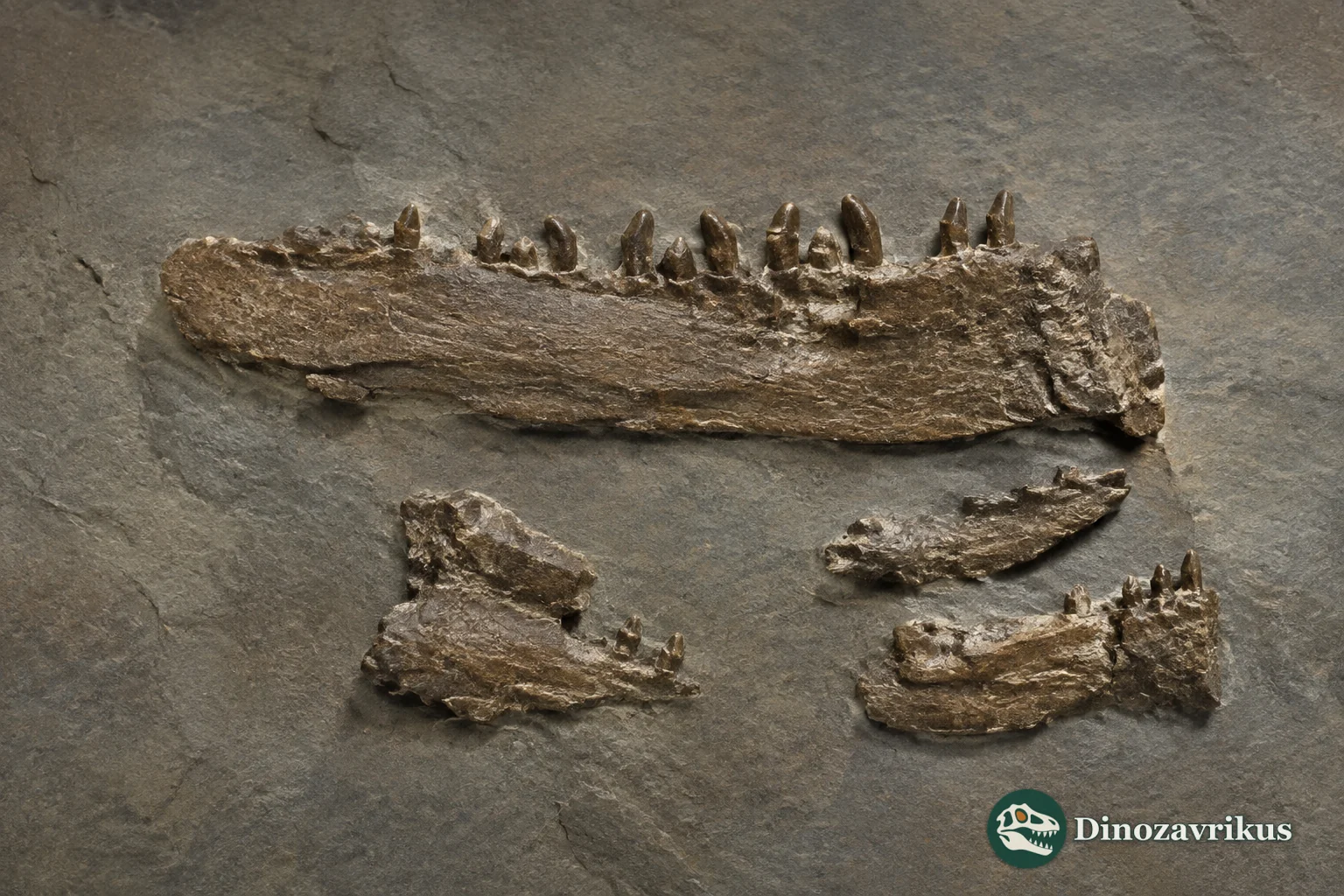 Partial upper jaw and multicusped teeth of Chamops segnis from the Lance Formation