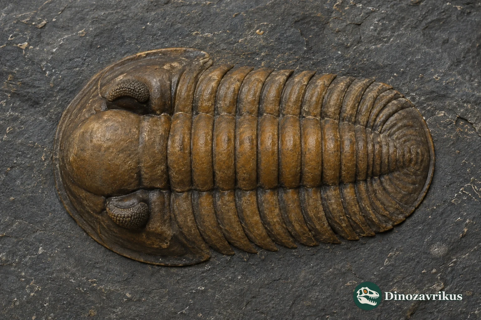 Chasmops trilobite with a convex head, large compound eyes and a broad short pygidium