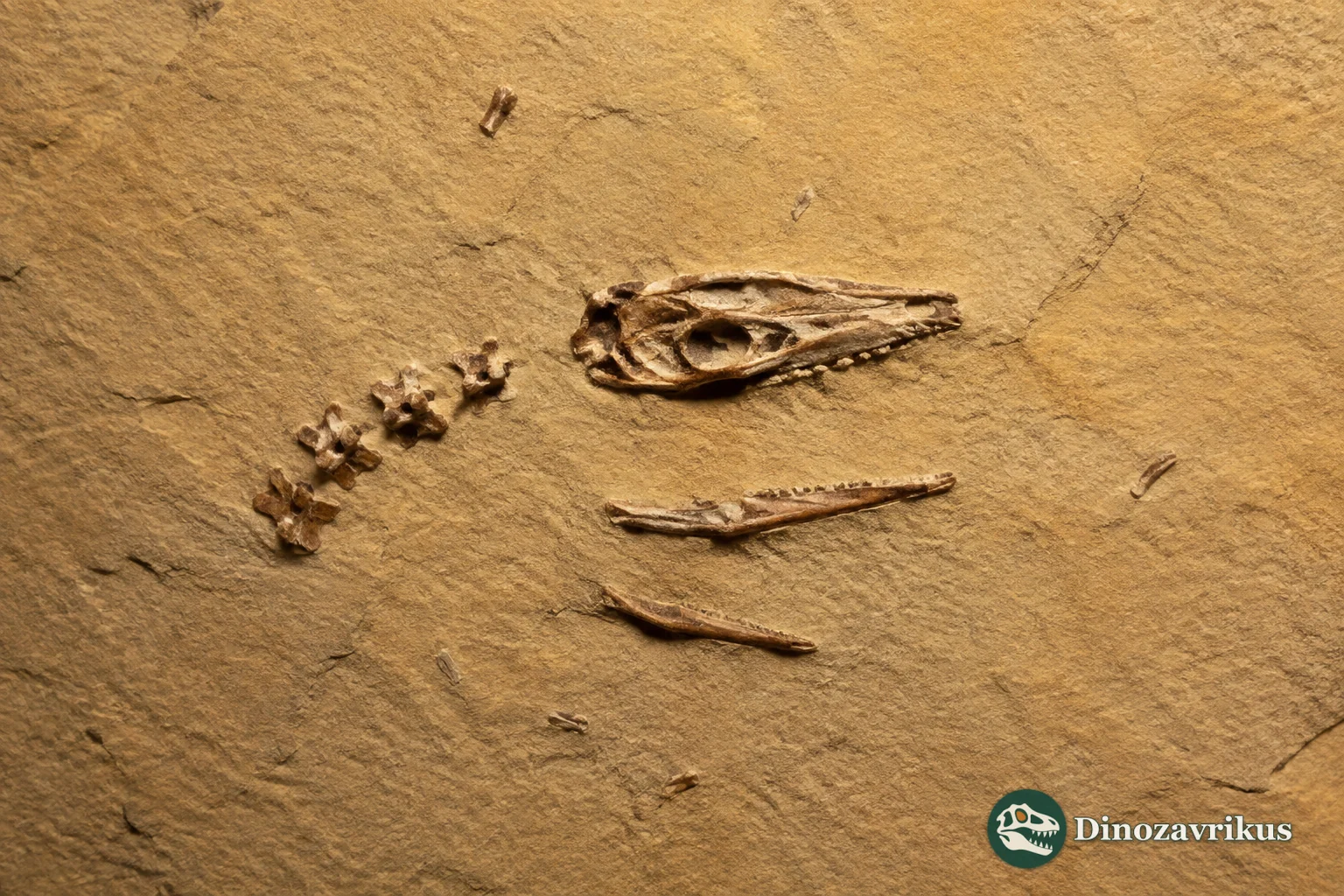 Cherminotus longifrons skull and vertebrae from the Late Cretaceous of Mongolia