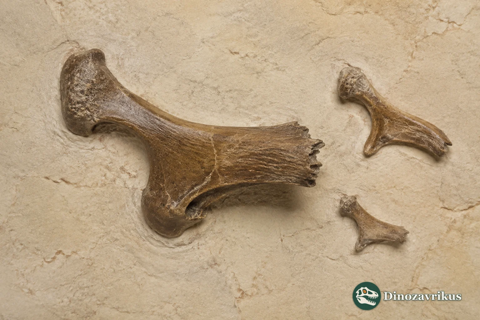 A small Late Cretaceous bird reconstructed near a river in western North America