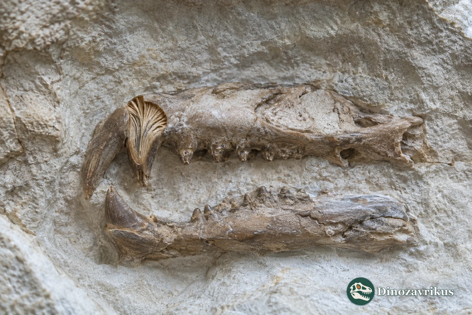 Fragmentary skull of Colobomycter pholeter showing enlarged front teeth