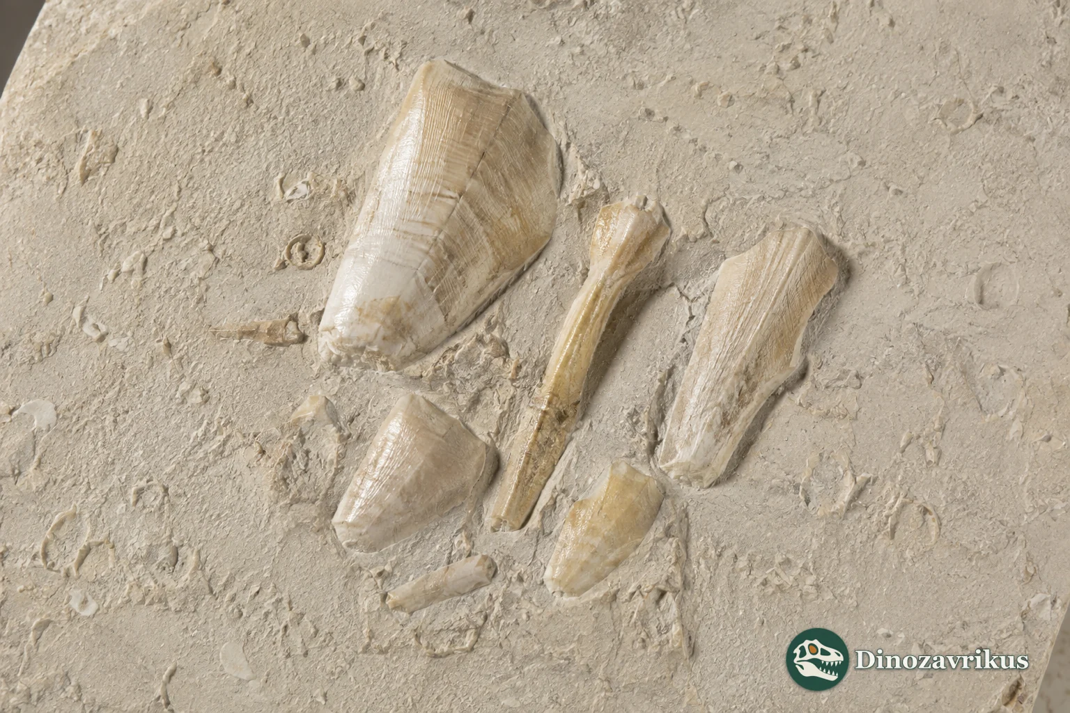 Separate calcified plates of the Cretaceous stalked barnacle Cretiscalpellum arranged on pale limestone