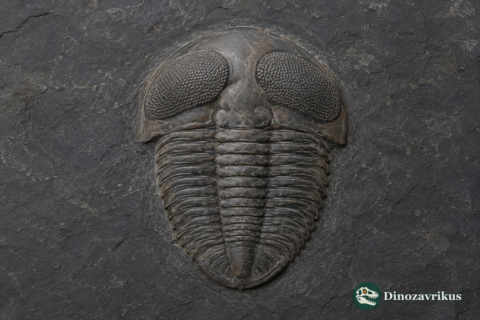 Cyclopyge trilobite with exceptionally large compound eyes and a short segmented body