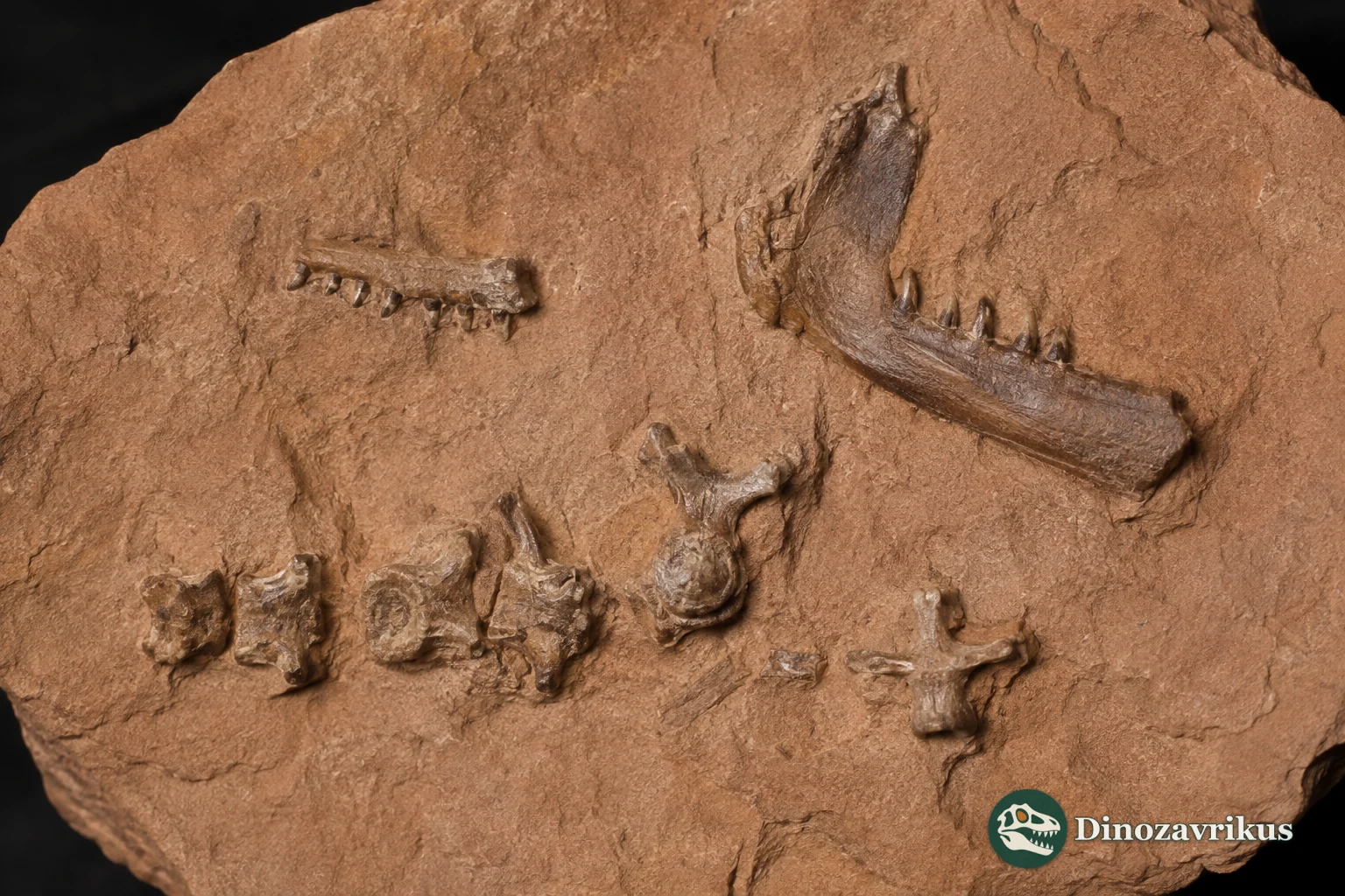 Fossil jaw fragments and vertebrae attributed to Diablophis gilmorei on reddish Morrison Formation rock