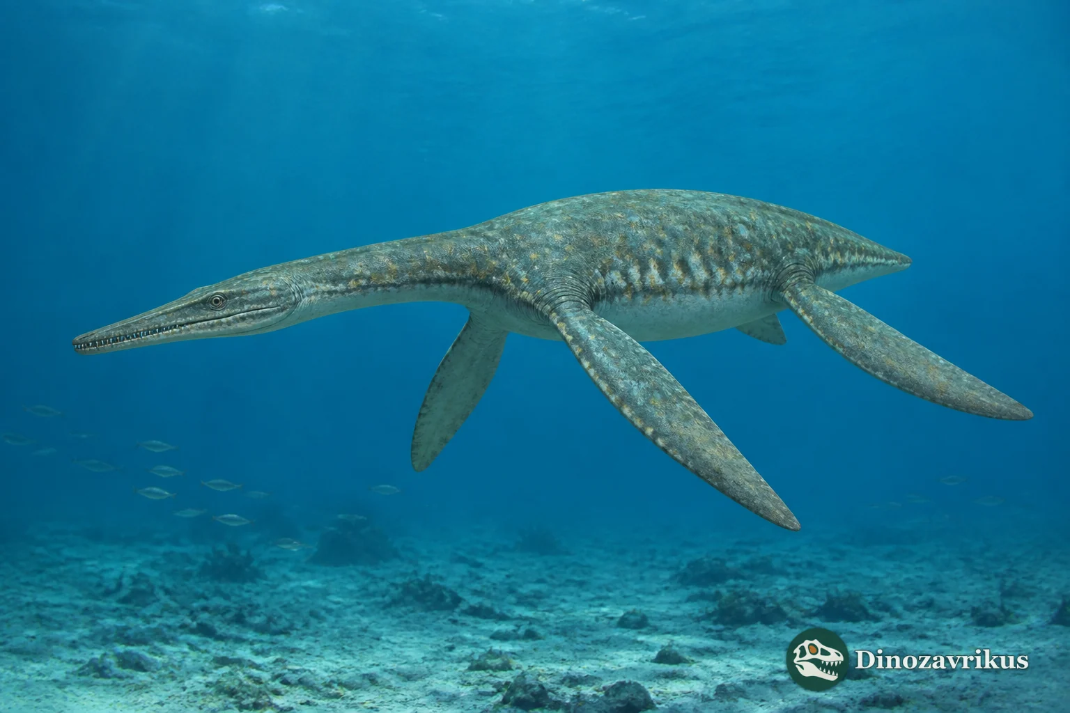 Dolichorhynchops osborni swimming in the Late Cretaceous Western Interior Seaway