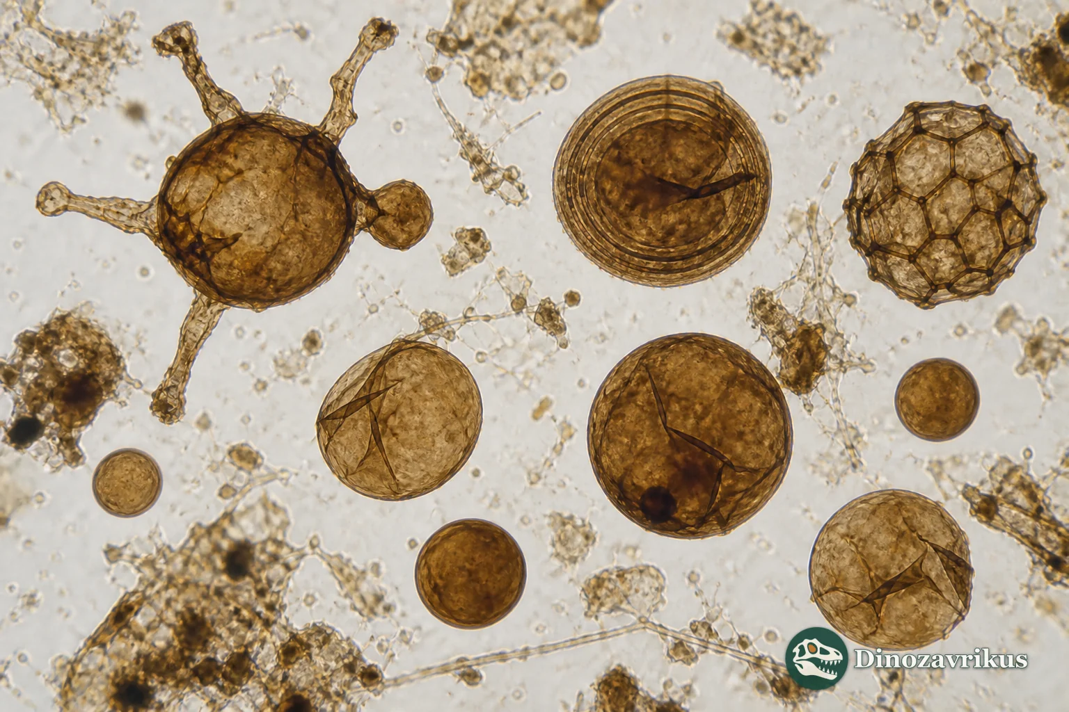 A reconstruction of varied organic microfossils near the start of the Ectasian