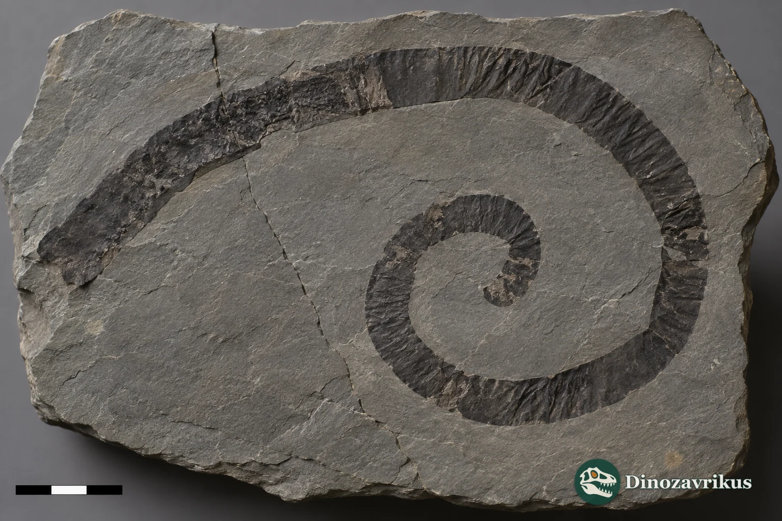 A museum-style reconstruction of a ribbon-like Grypania fossil