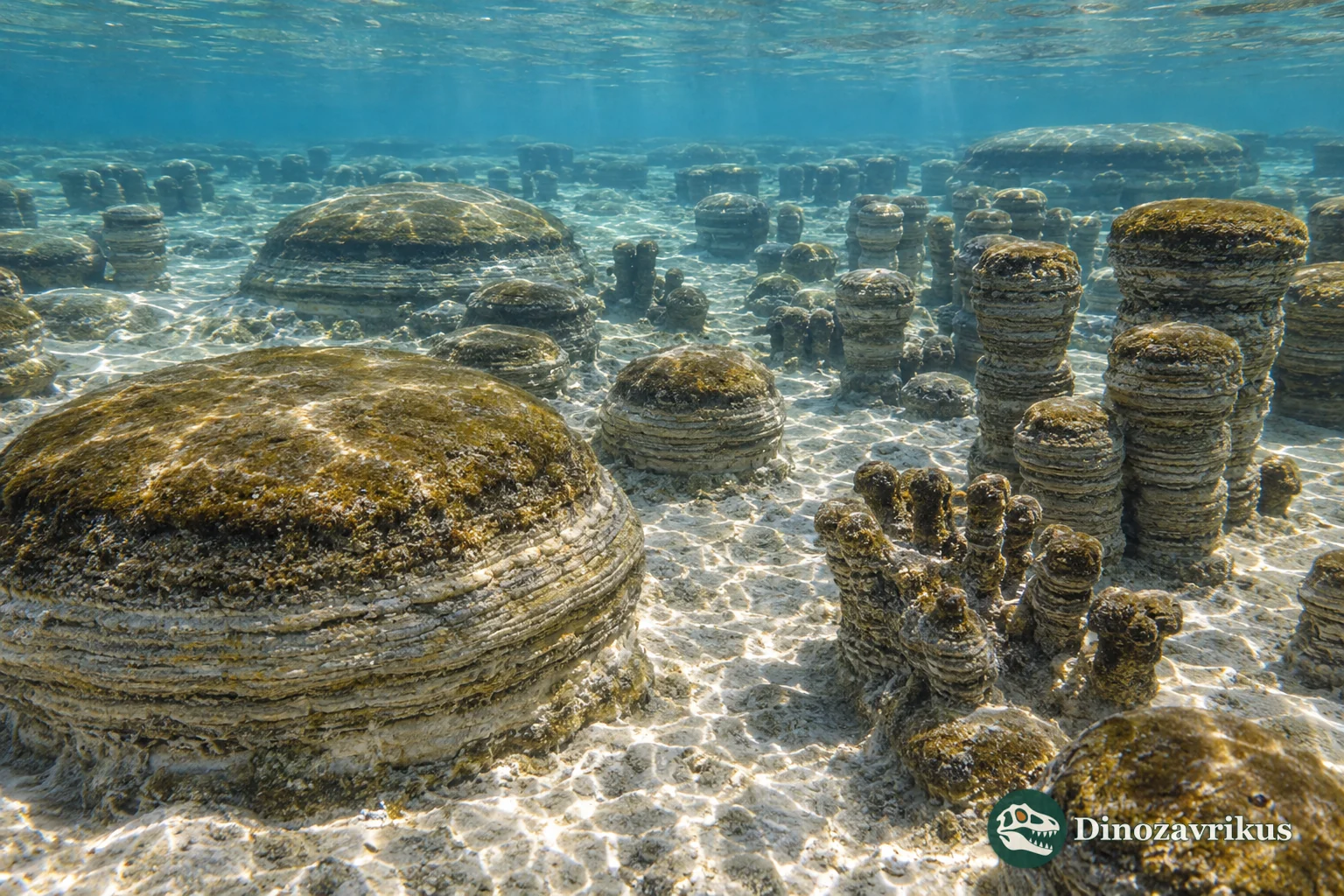 Domed and columnar stromatolites on an Ectasian carbonate platform