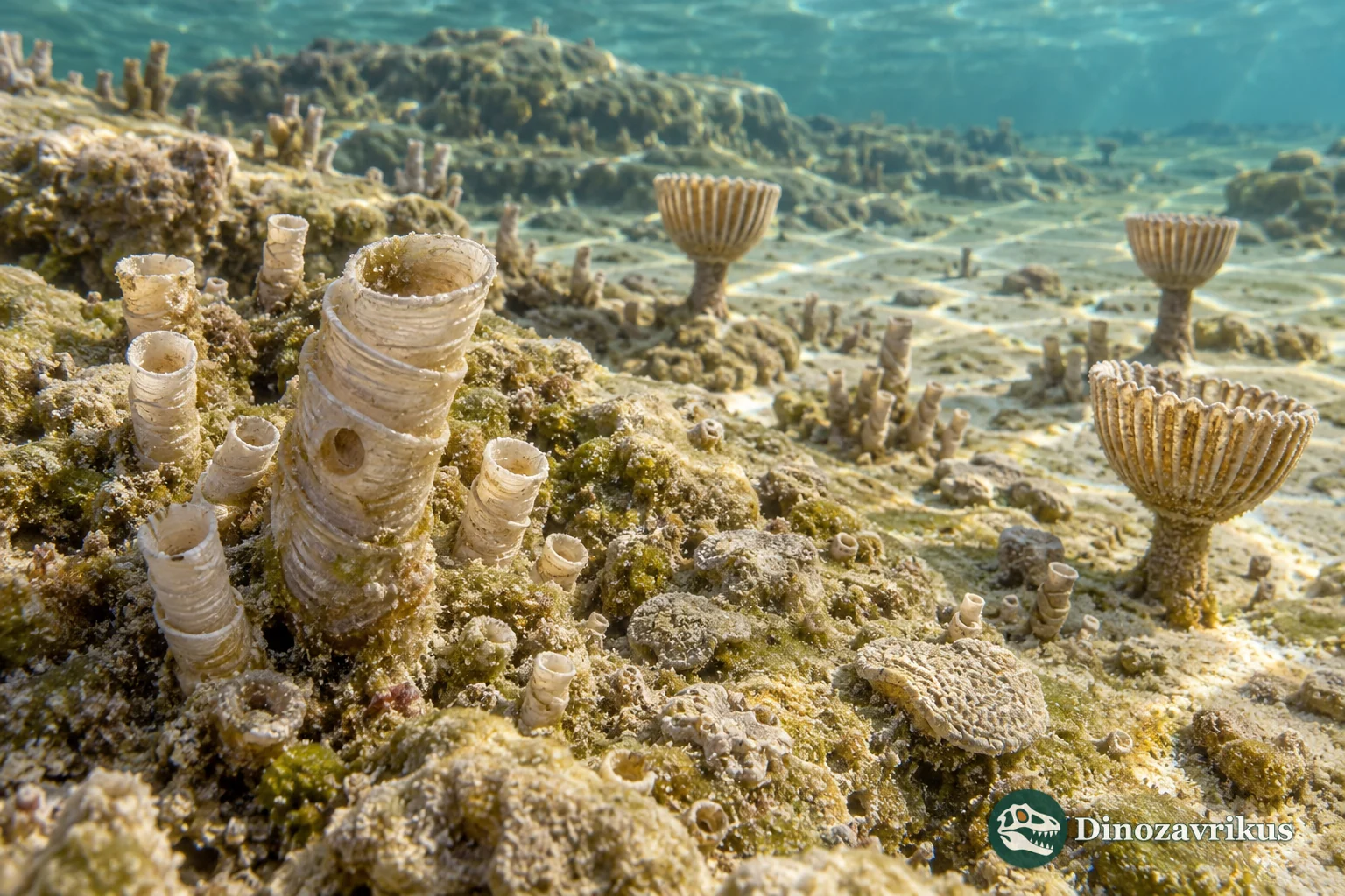 Late Ediacaran carbonate community with Cloudina tubes and Namacalathus cups