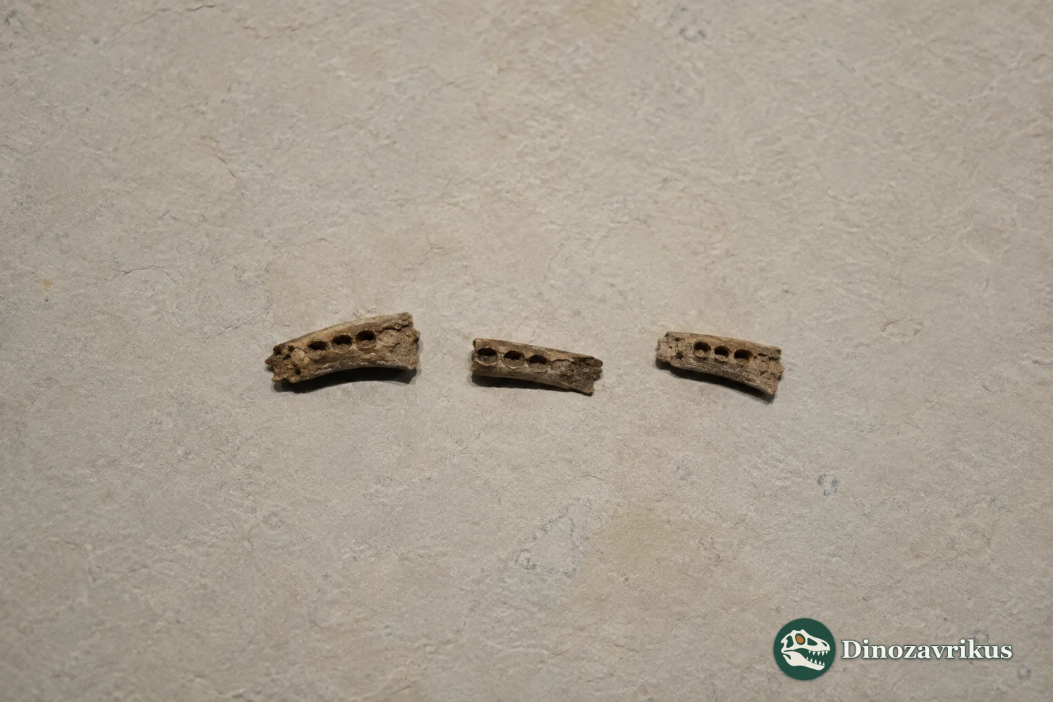 Fragmentary fossil jaw bones from Middle Jurassic England