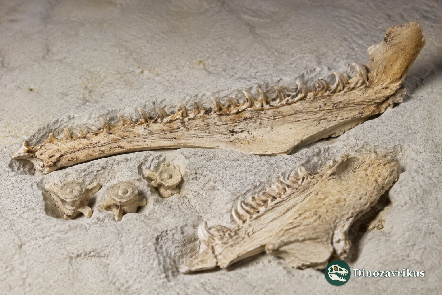 Fossil jaws and palatal bones of Estesesox beside vertebrae