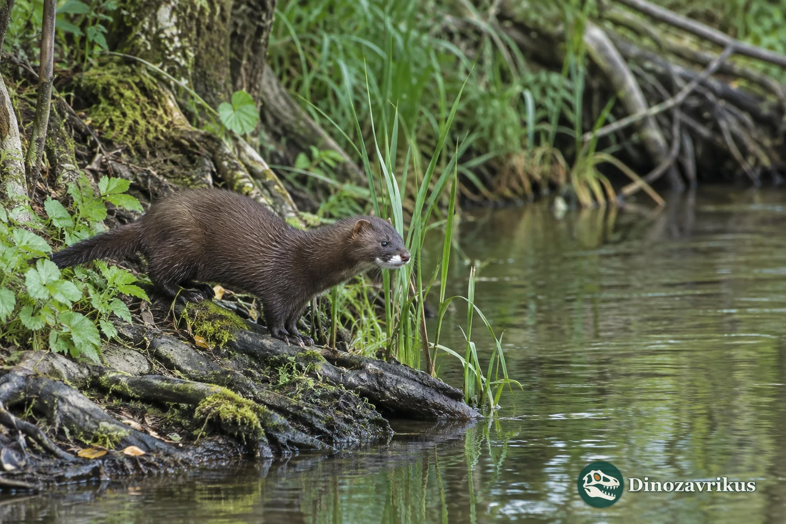 A European mink beside a clear forest stream