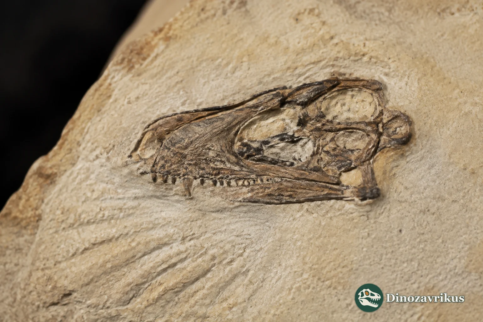 The small skull of Feeserpeton preserved in Permian cave-fill rock