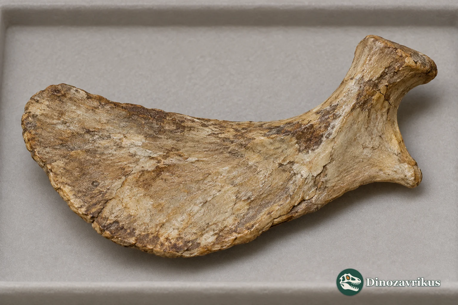 Illustrative isolated temnospondyl clavicle based on the published description