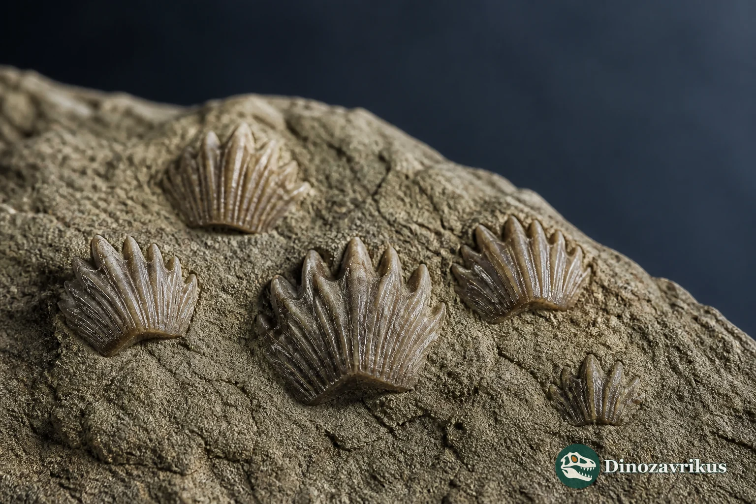 Microscopic placoid scales assigned to Fragilicorona in marine sediment