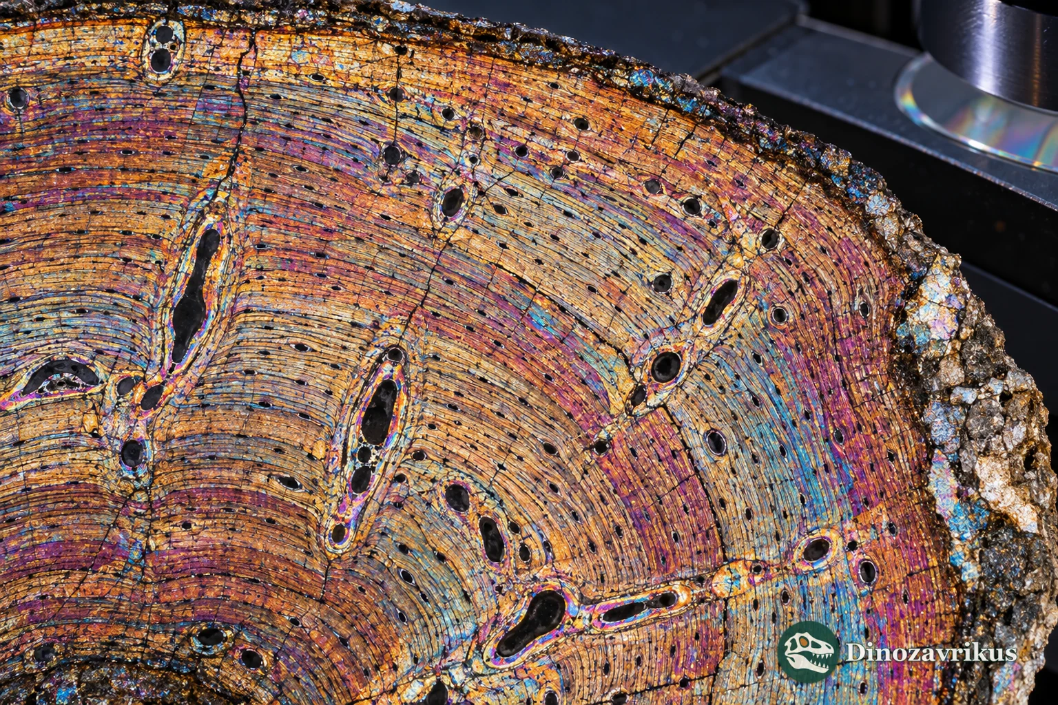 A thin section through bone cortex showing concentric growth marks under polarised light