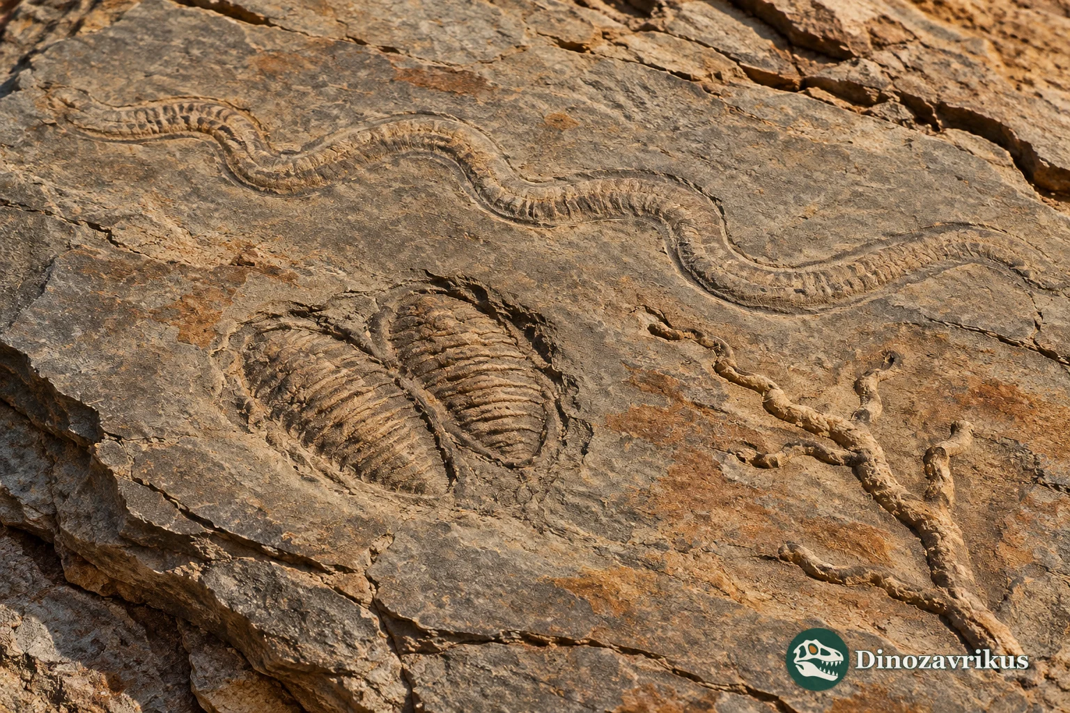 A sandstone surface with several kinds of fossil trace structures